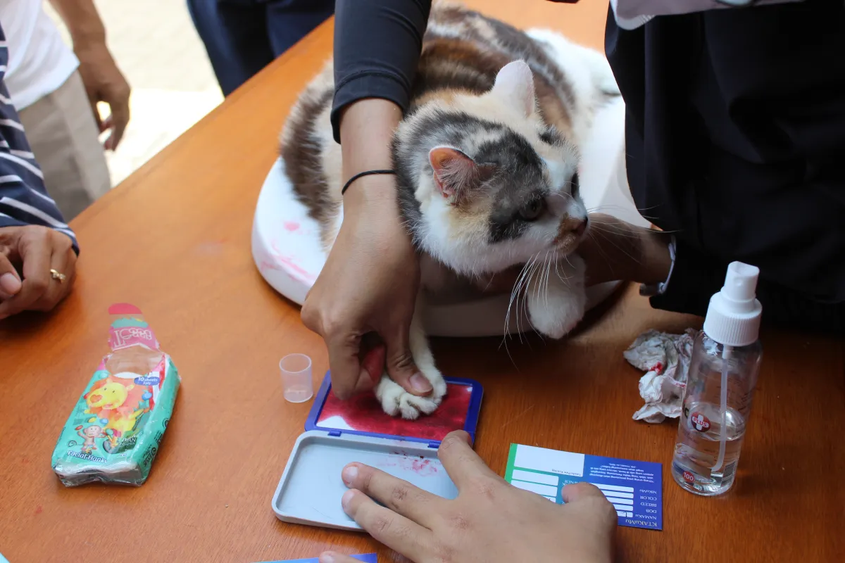 Cap PAW kucing pada KTAKuMu